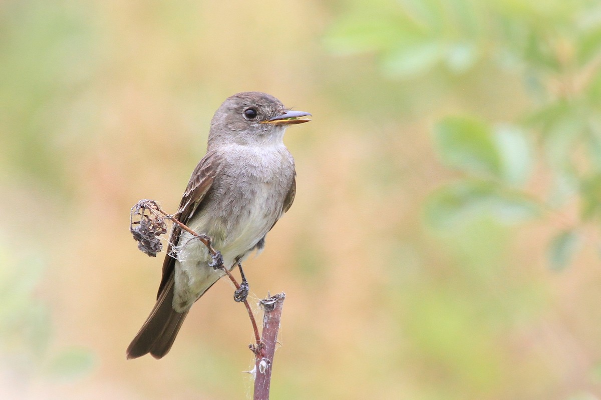 Western Wood-Pewee - ML597713421