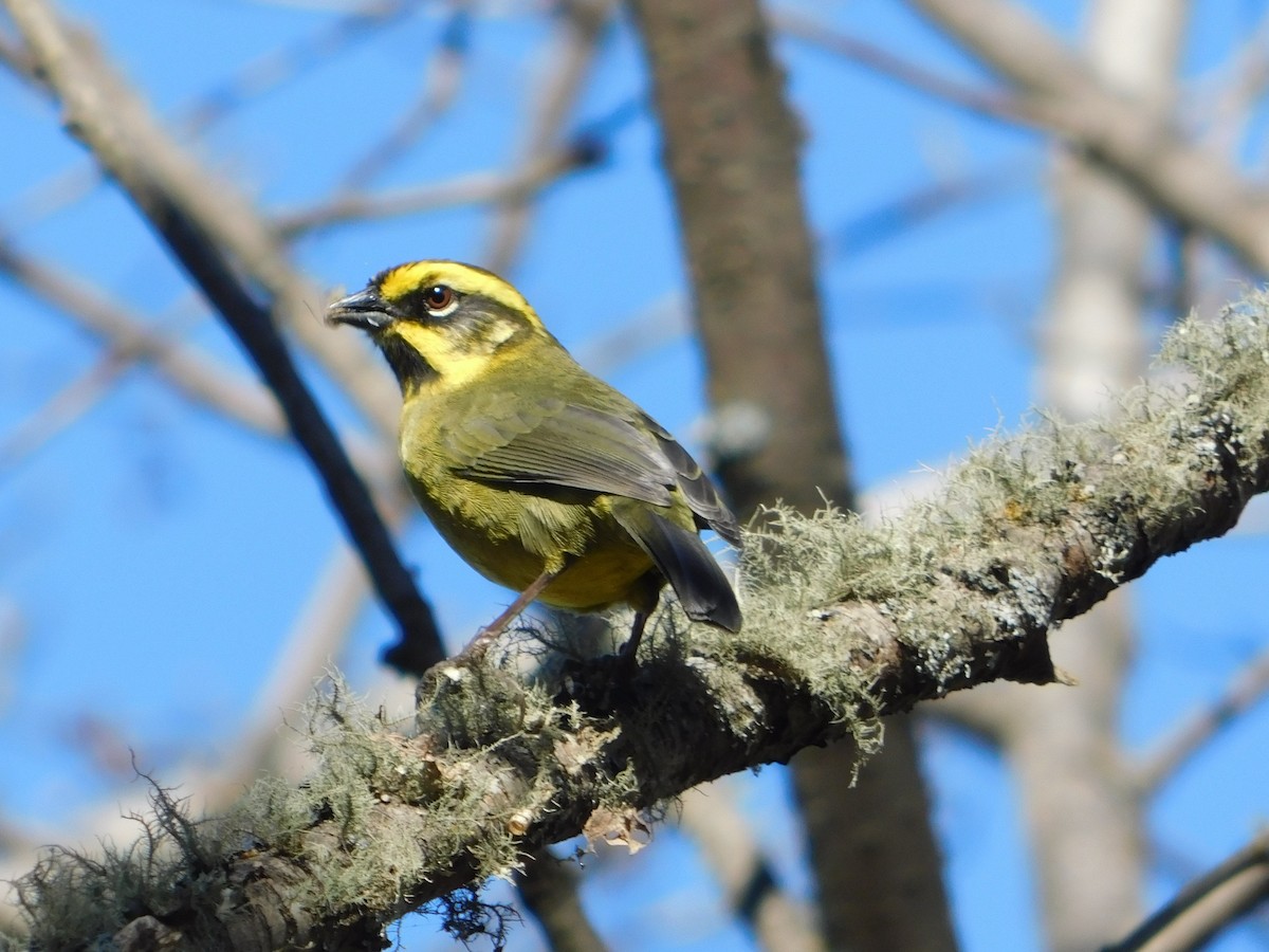 Yellow-striped Brushfinch - ML597714071