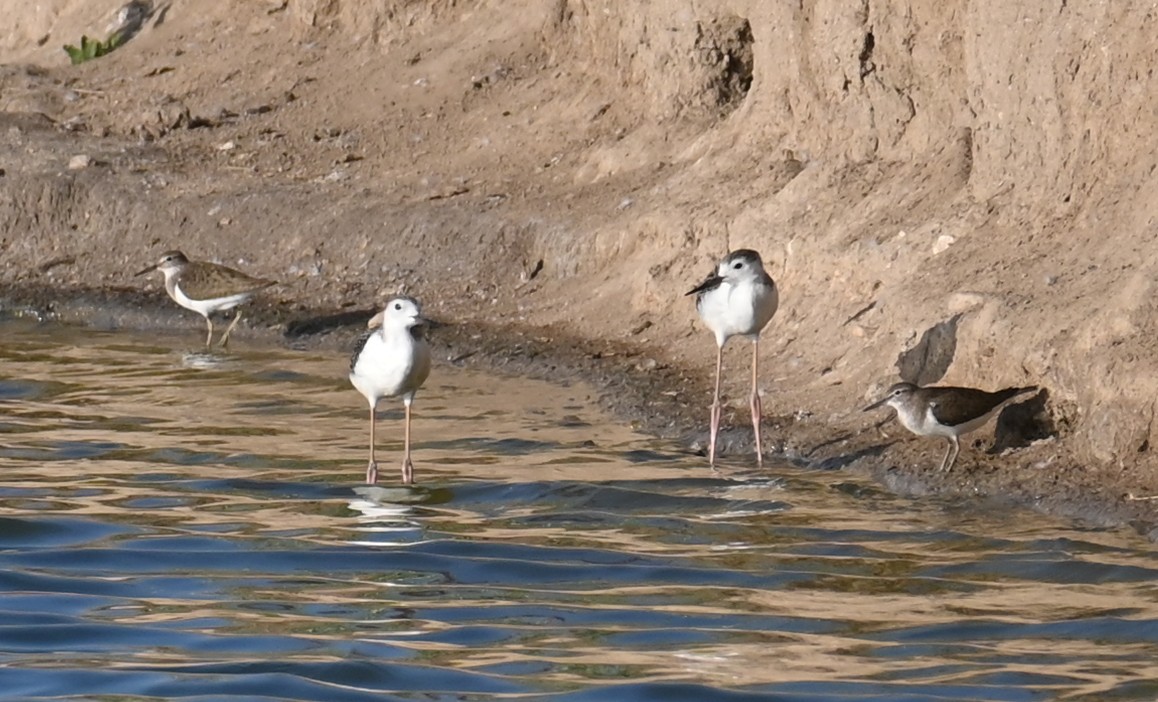 Хайргын хөгчүү - ML597714471