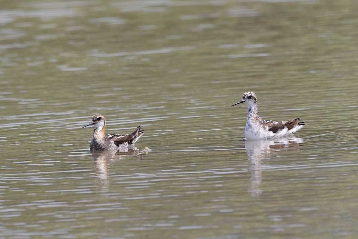 Phalarope à bec étroit - ML597714531