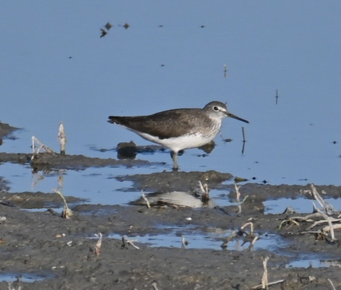 Цагаан сүүлт хөгчүү - ML597714651