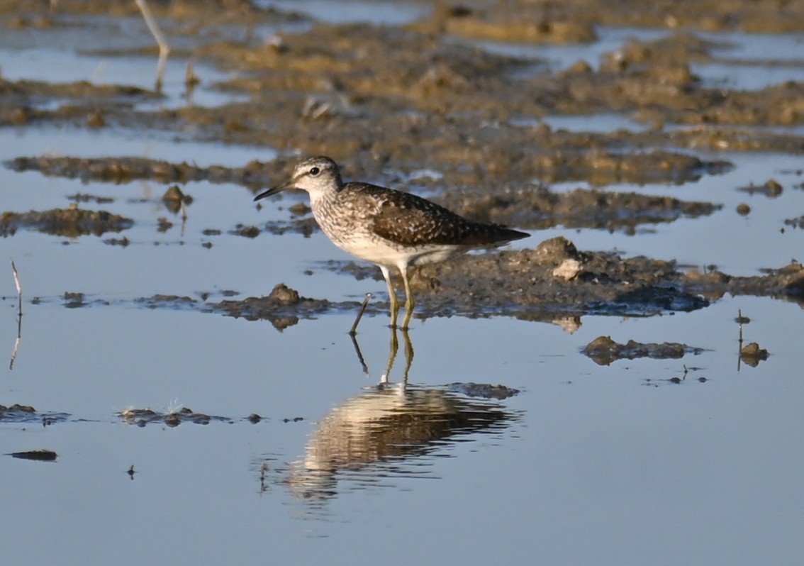 Шугуйн хөгчүү - ML597714711