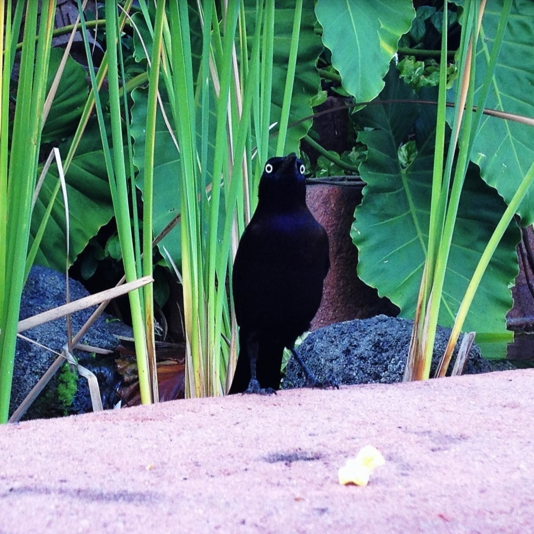 Boat-tailed Grackle - ML597715261