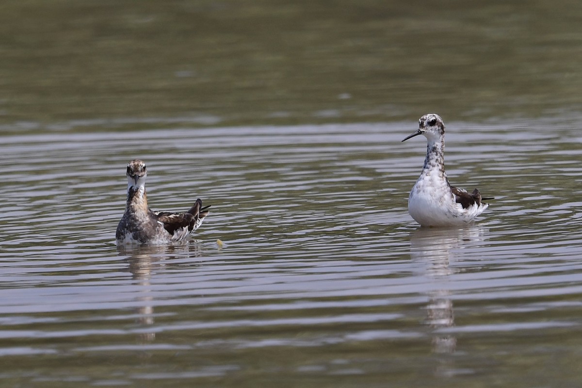 Phalarope à bec étroit - ML597715341