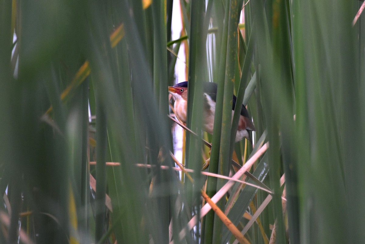 Least Bittern - ML59771541