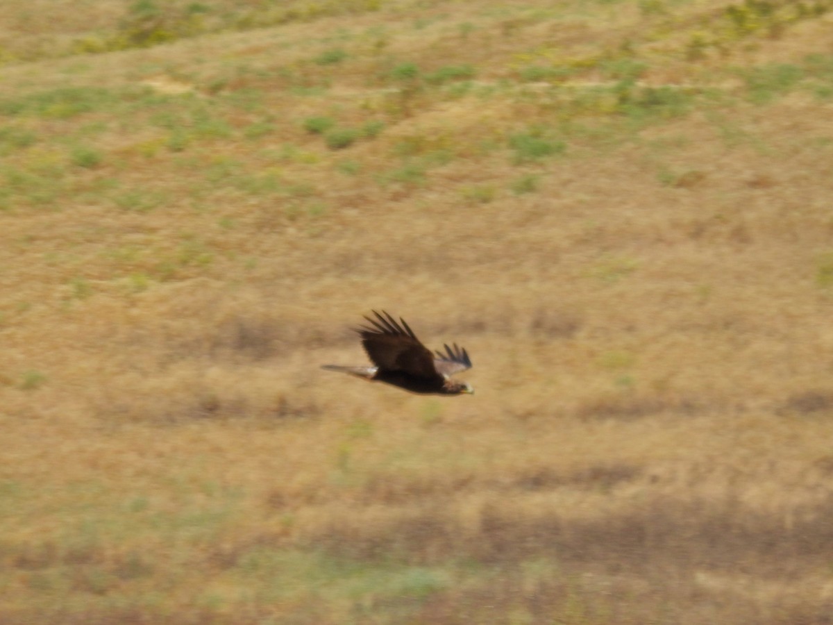 Golden Eagle - ML597715531