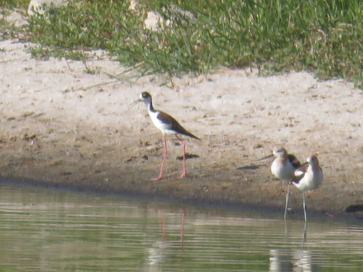 Black-necked Stilt - ML597715611