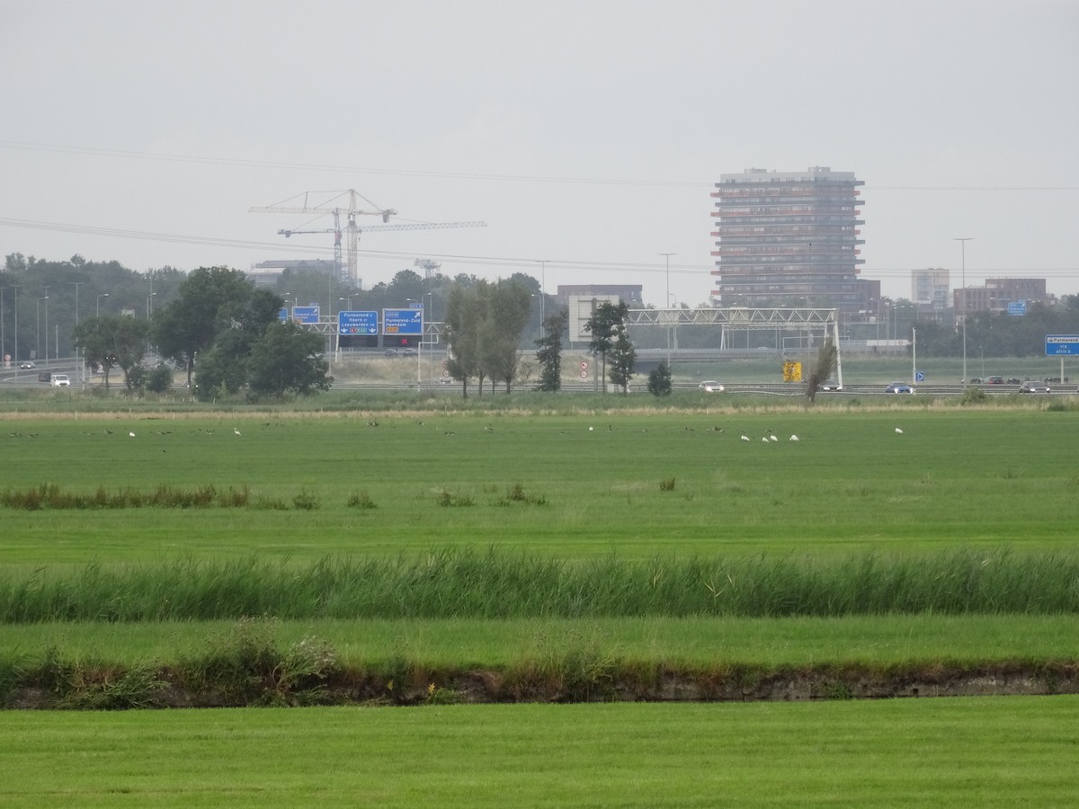 kolpík bílý - ML597715701