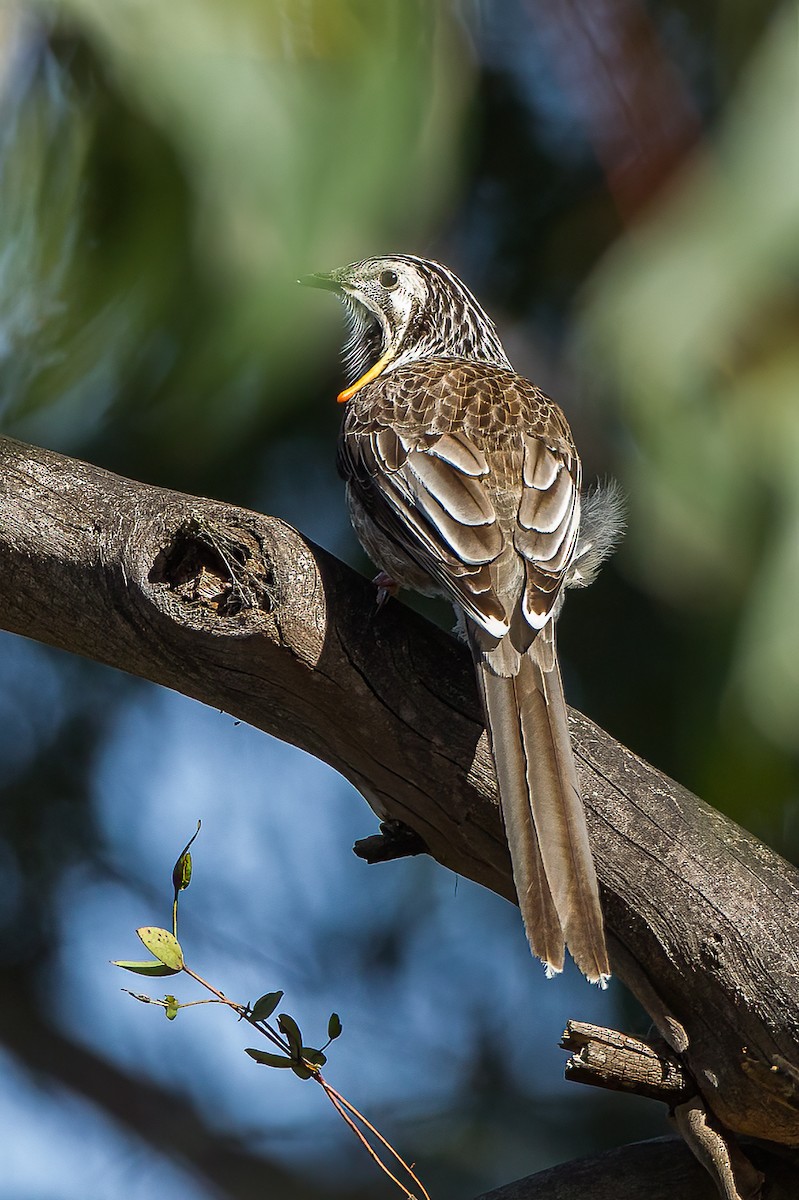 Yellow Wattlebird - ML597715711