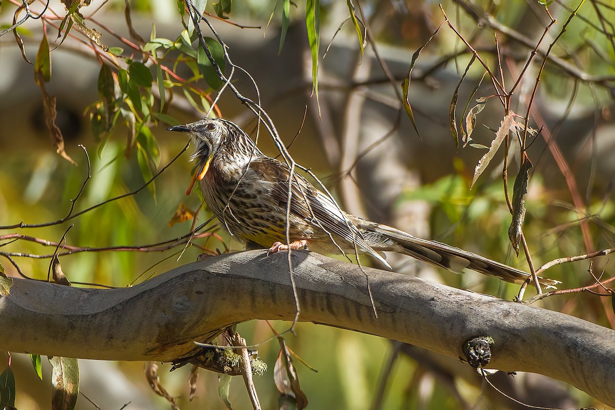 Yellow Wattlebird - ML597715721