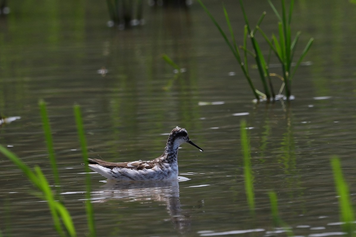 Phalarope à bec étroit - ML597715751