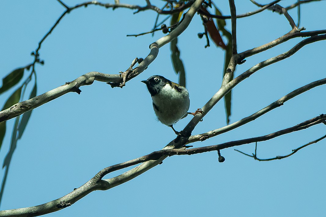 Black-headed Honeyeater - ML597715771