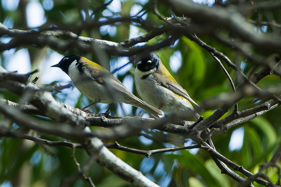 Black-headed Honeyeater - ML597715781