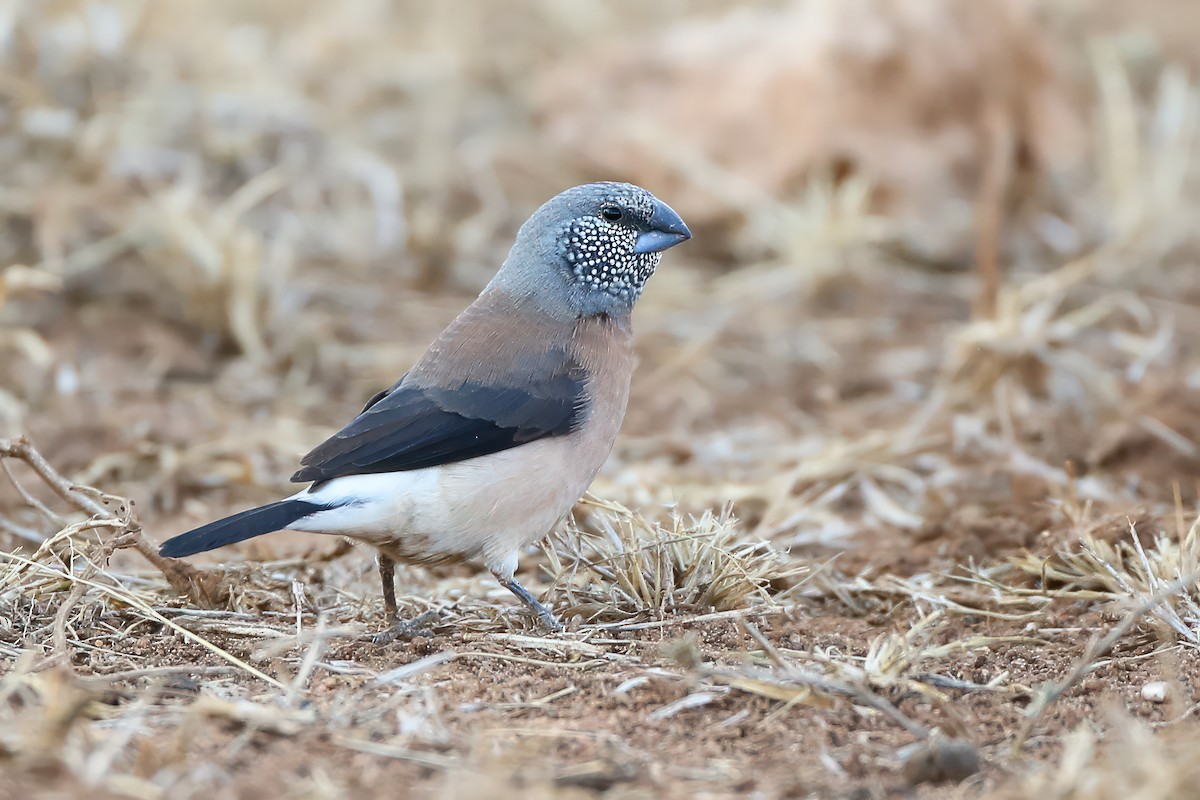 Gray-headed Silverbill - ML597715811