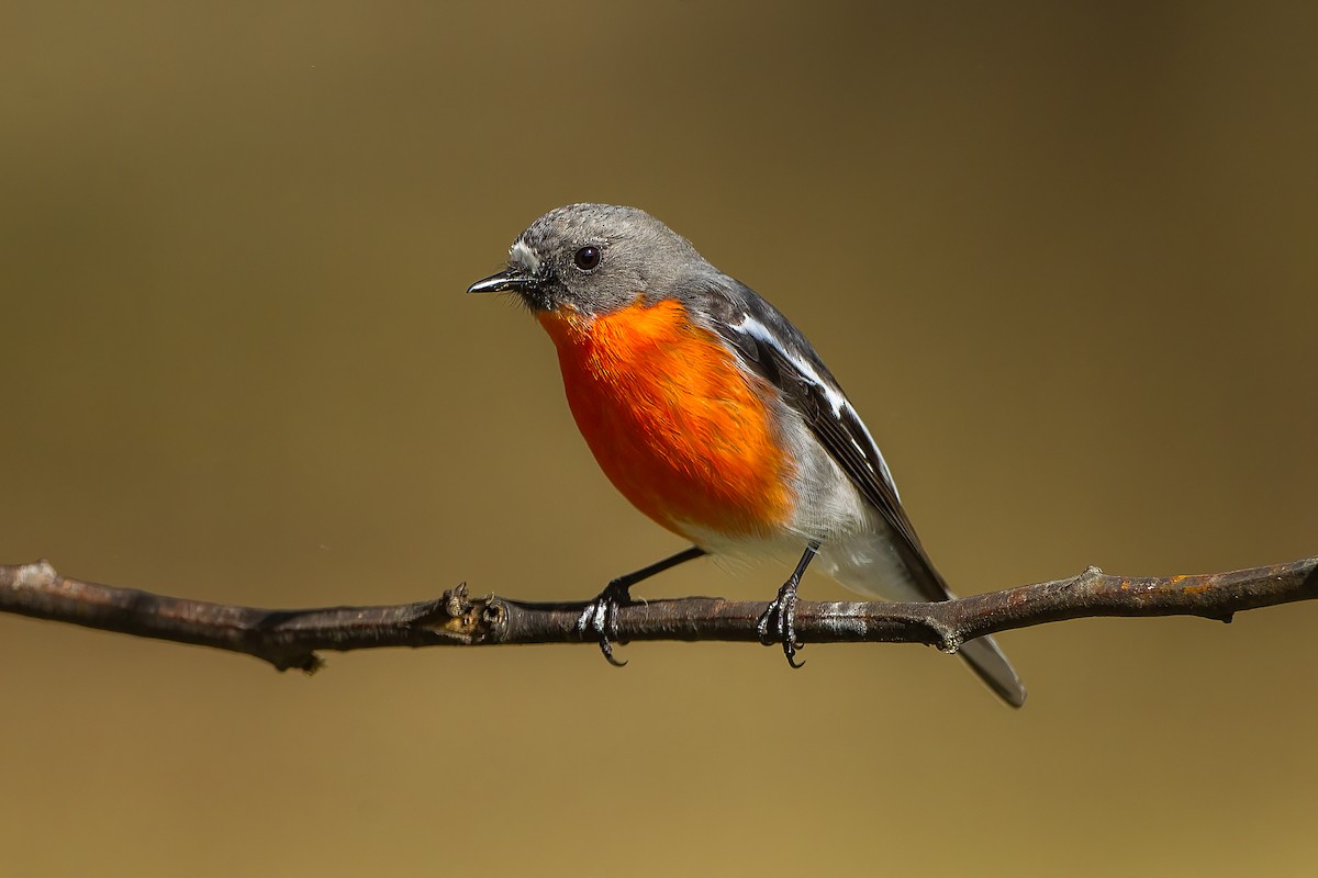 Flame Robin - ML597715831