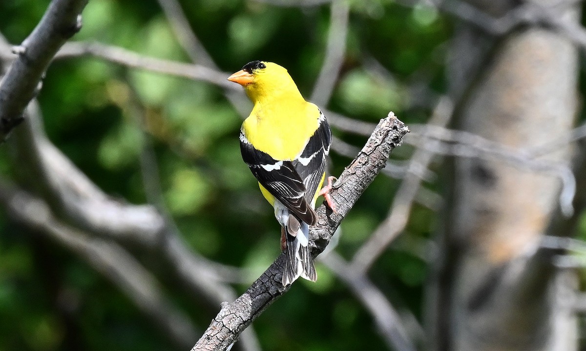 American Goldfinch - ML597717001