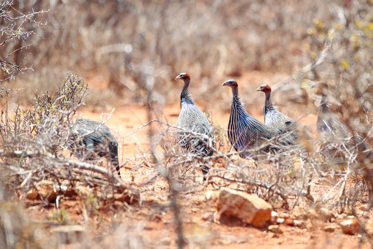 Vulturine Guineafowl - ML597717071