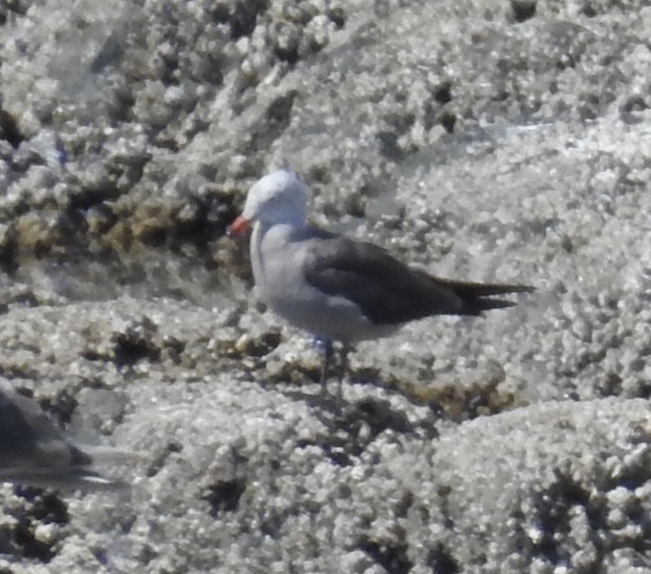 Gaviota Mexicana - ML597717281