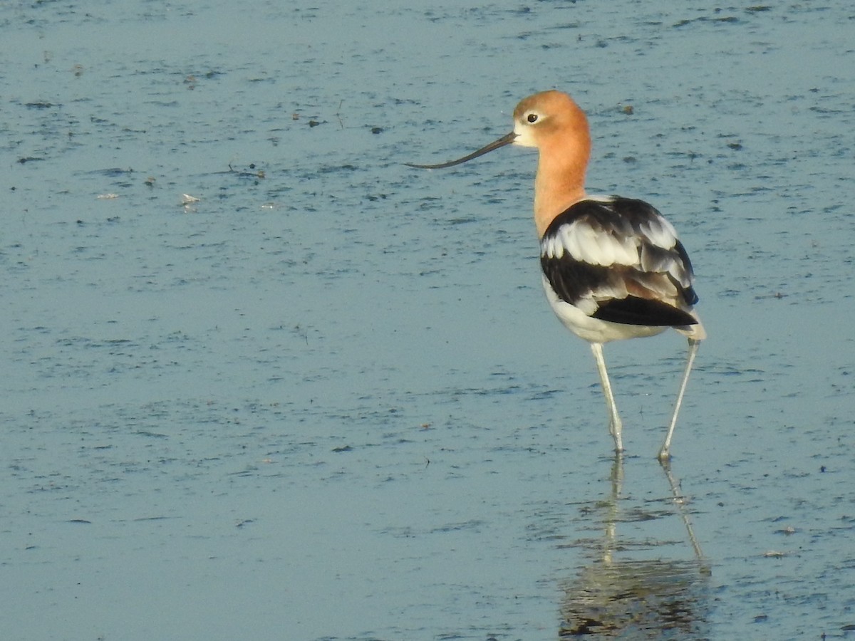 Avocette d'Amérique - ML597717621