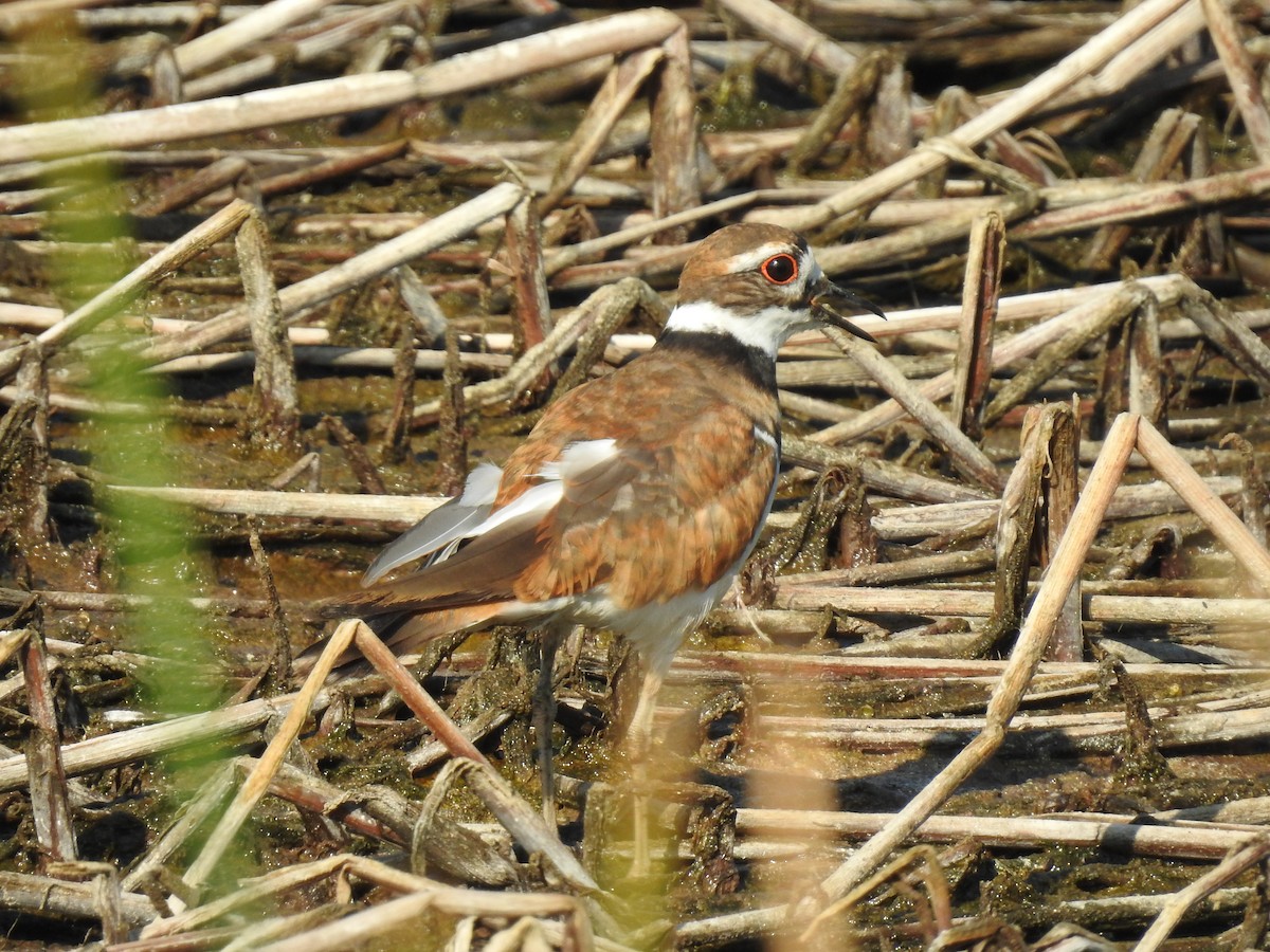 Killdeer - Janet Saczawa