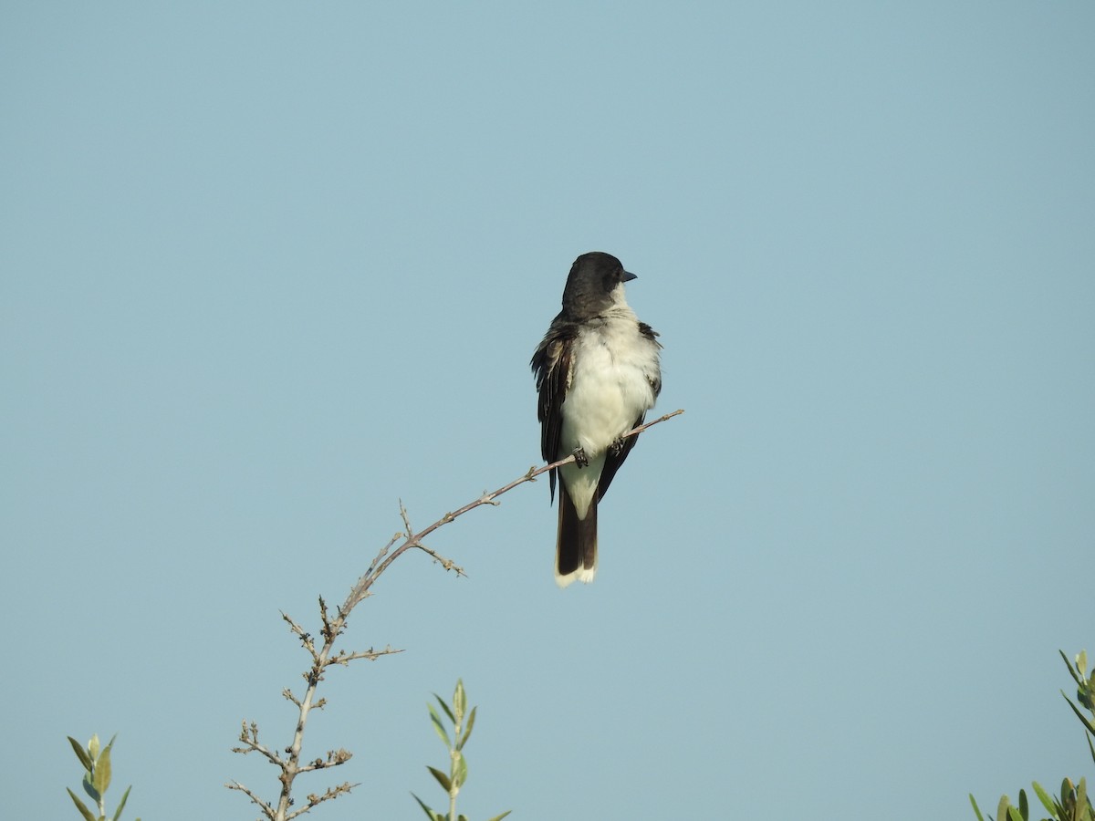 Eastern Kingbird - Janet Saczawa