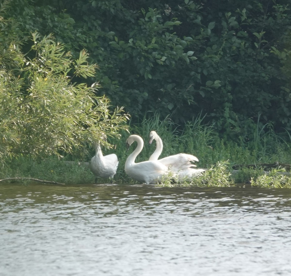 Mute Swan - ML597718121