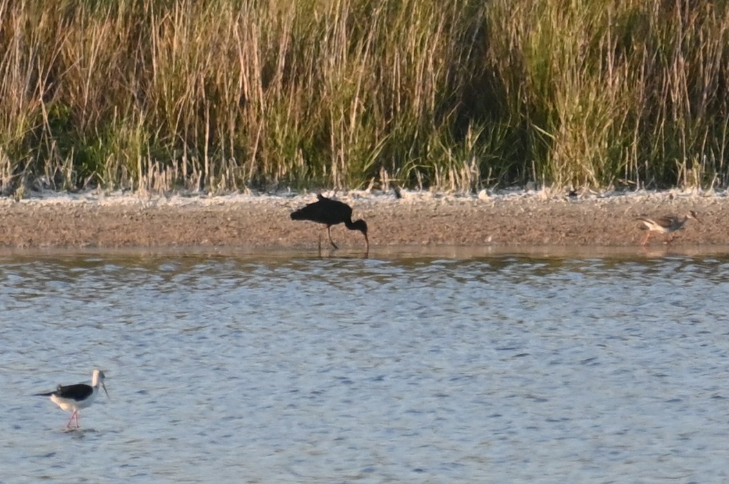 ibis hnědý - ML597718261