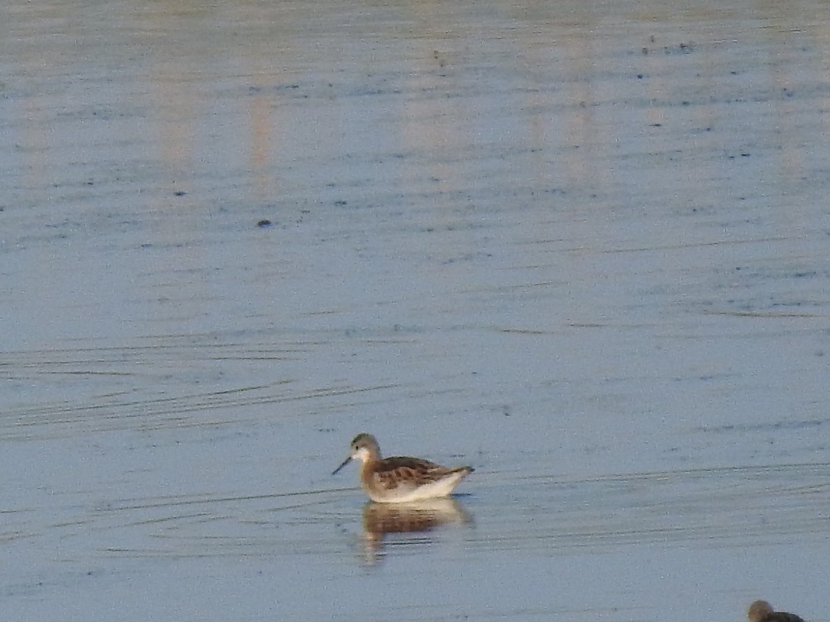 Wilson's Phalarope - ML597719411