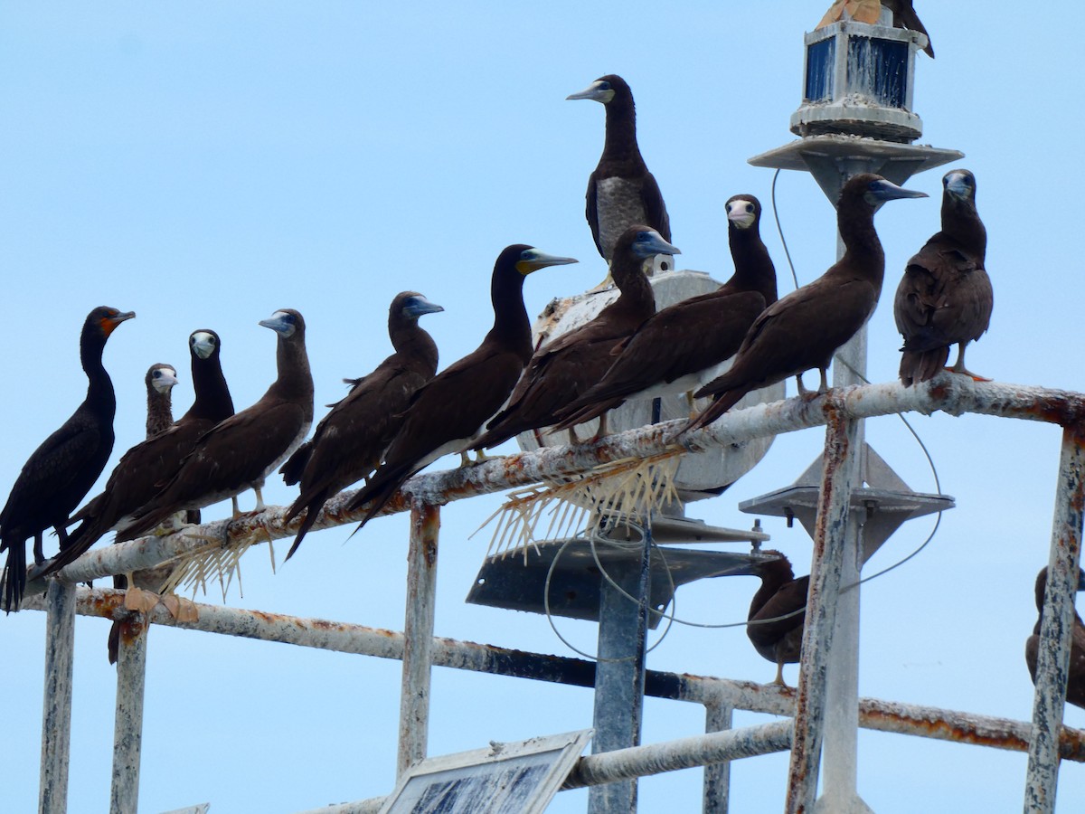 Brown Booby - Eric Plage