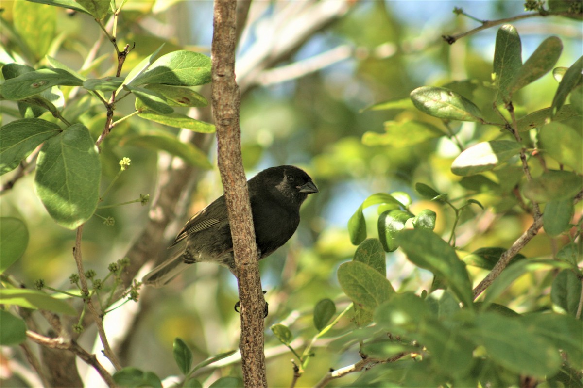 Black-faced Grassquit - ML597719751