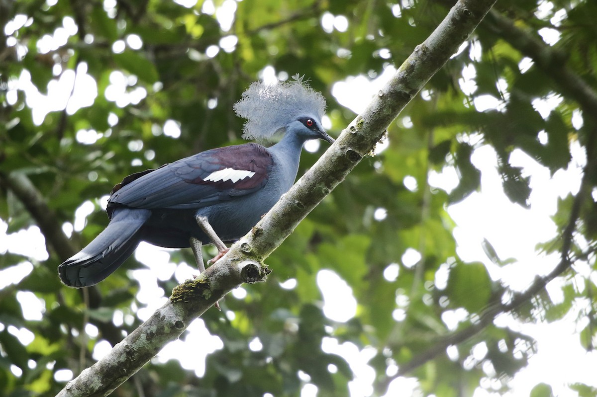 Western Crowned-Pigeon - Mathieu Bally