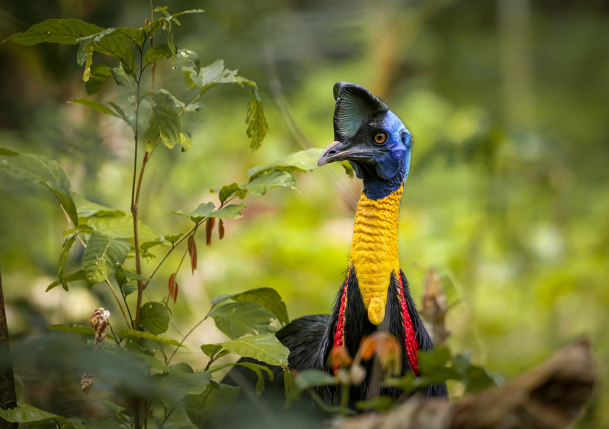 Northern Cassowary - ML597720931