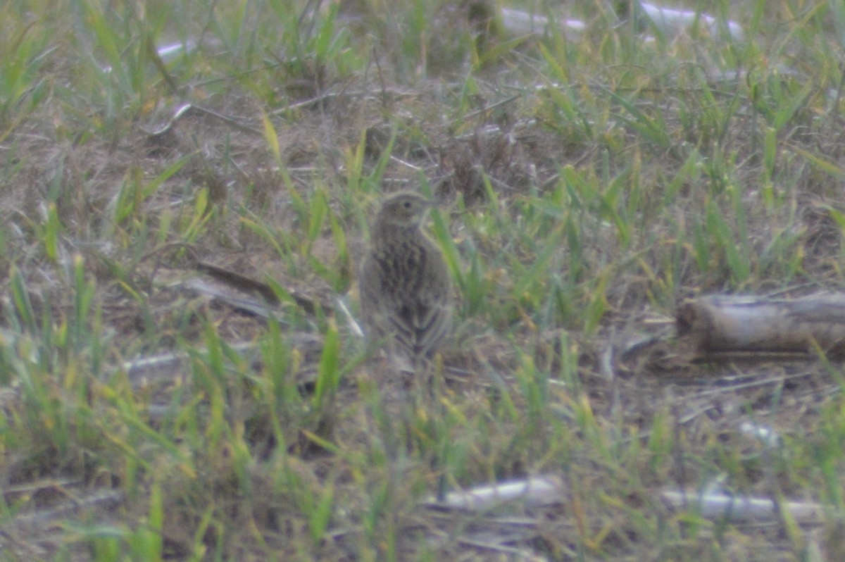 Short-billed Pipit - Luciano Perotti