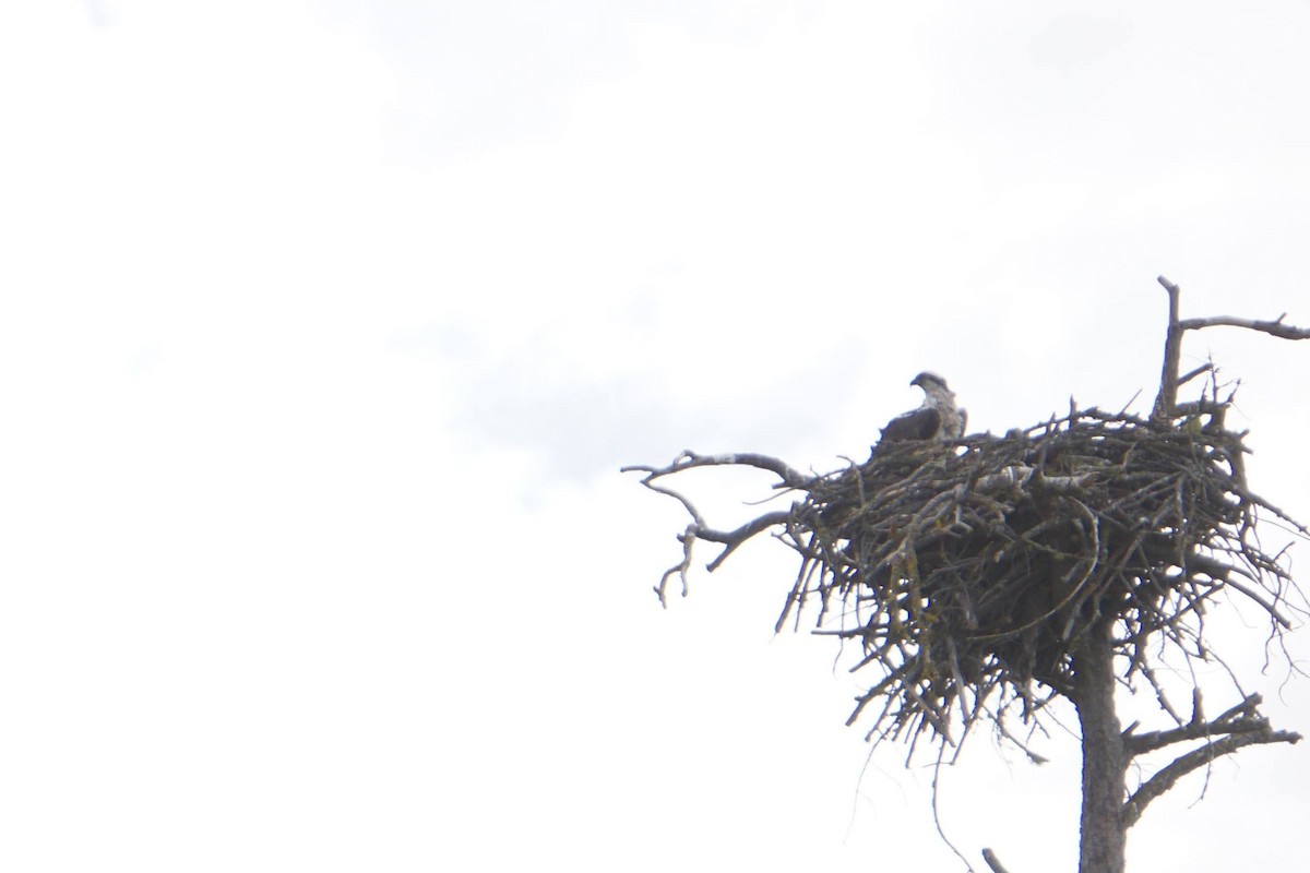 Osprey (carolinensis) - ML597721701