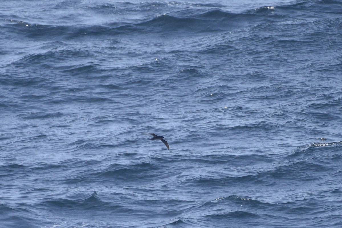 Manx Shearwater - ML597722411