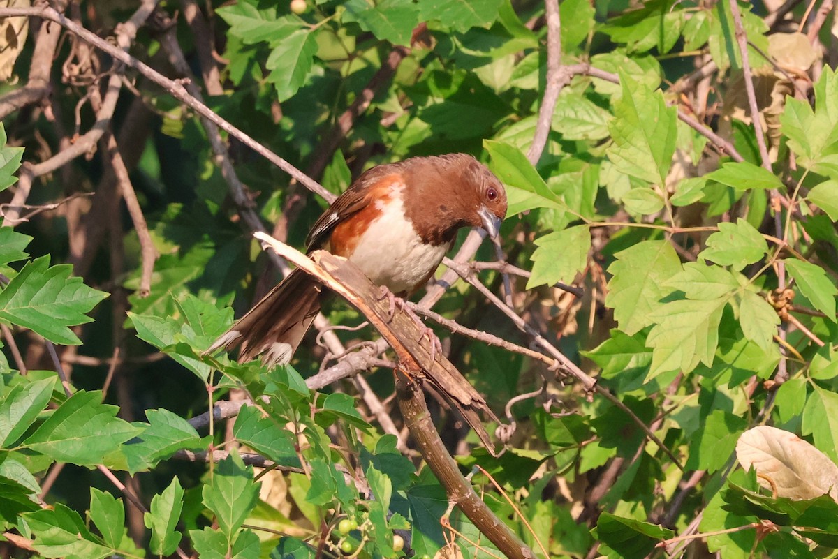 Eastern Towhee - Tricia Vesely