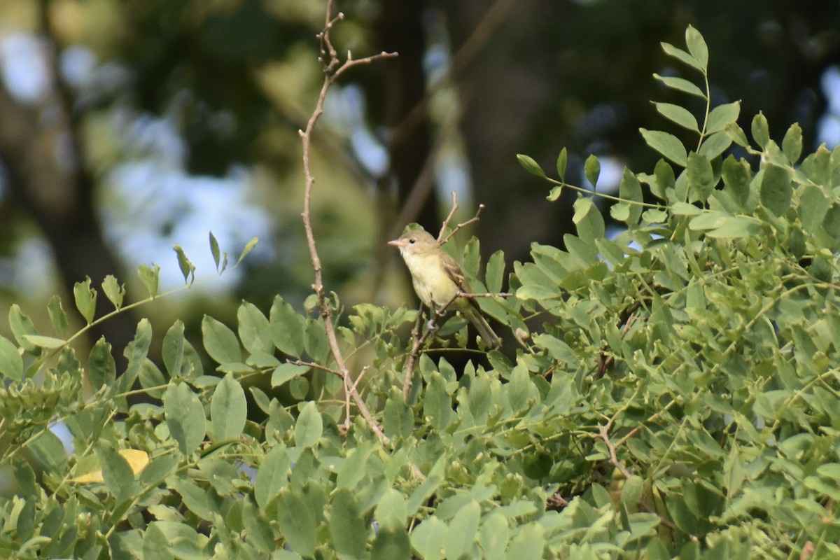 krattvireo - ML597723311