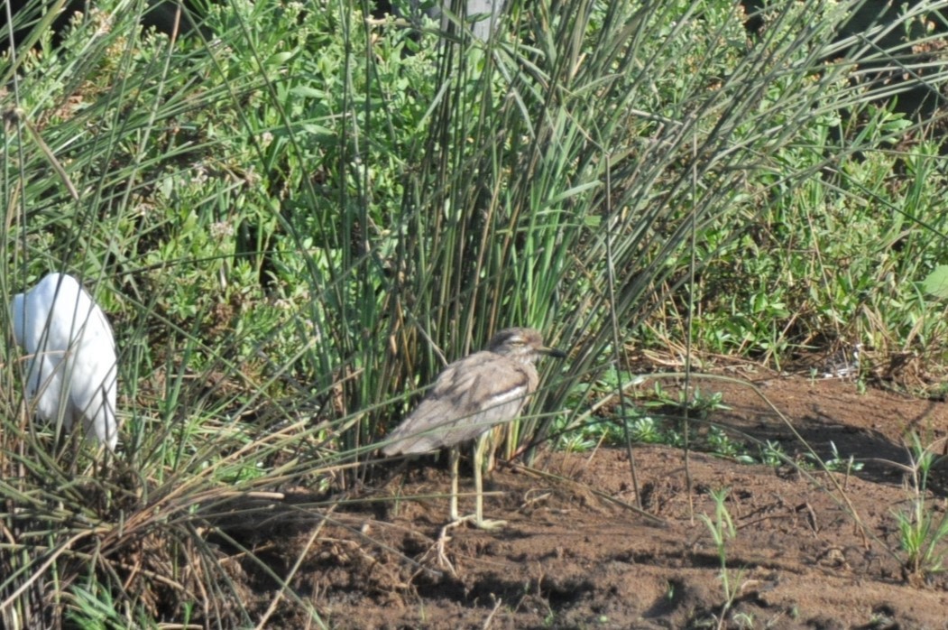 Alcaraván Acuático - ML597723771