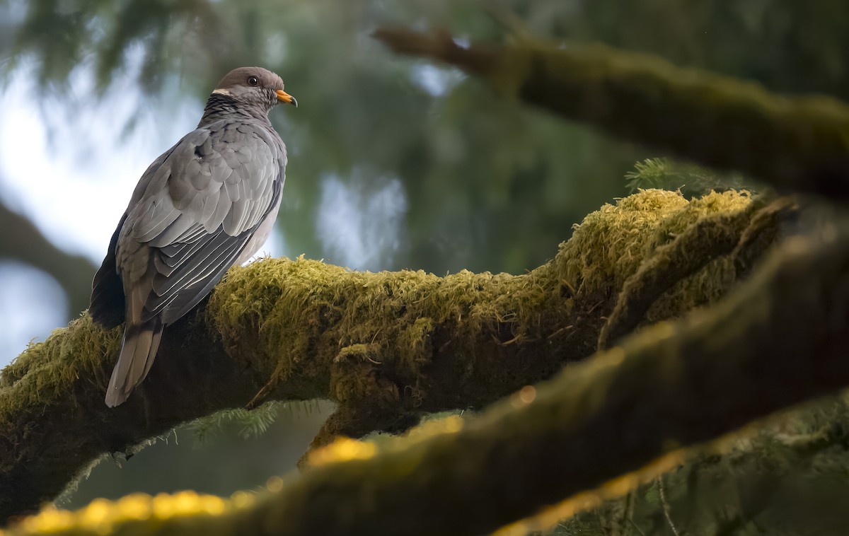 Band-tailed Pigeon - Brent Angelo