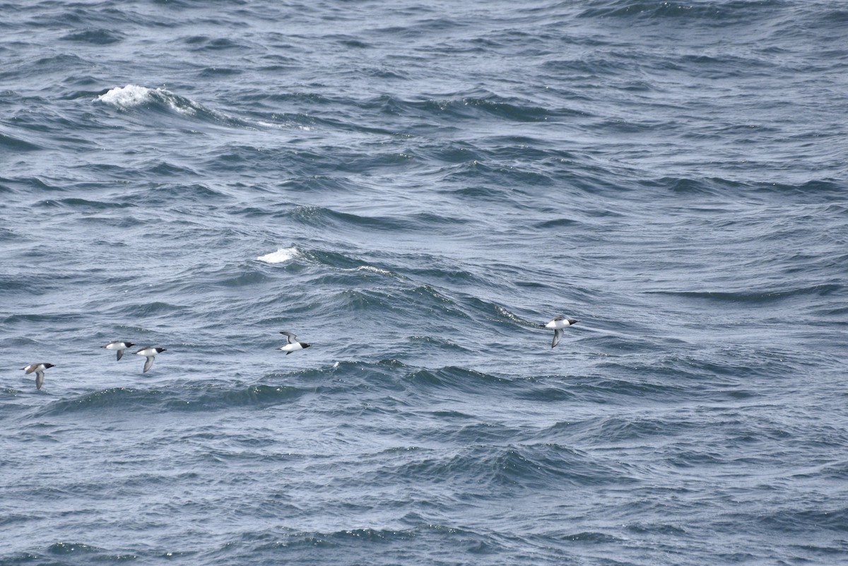 Common Murre - Darren Dewitt