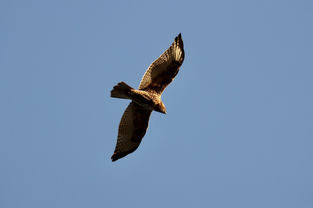Red-tailed Hawk - ML597728601