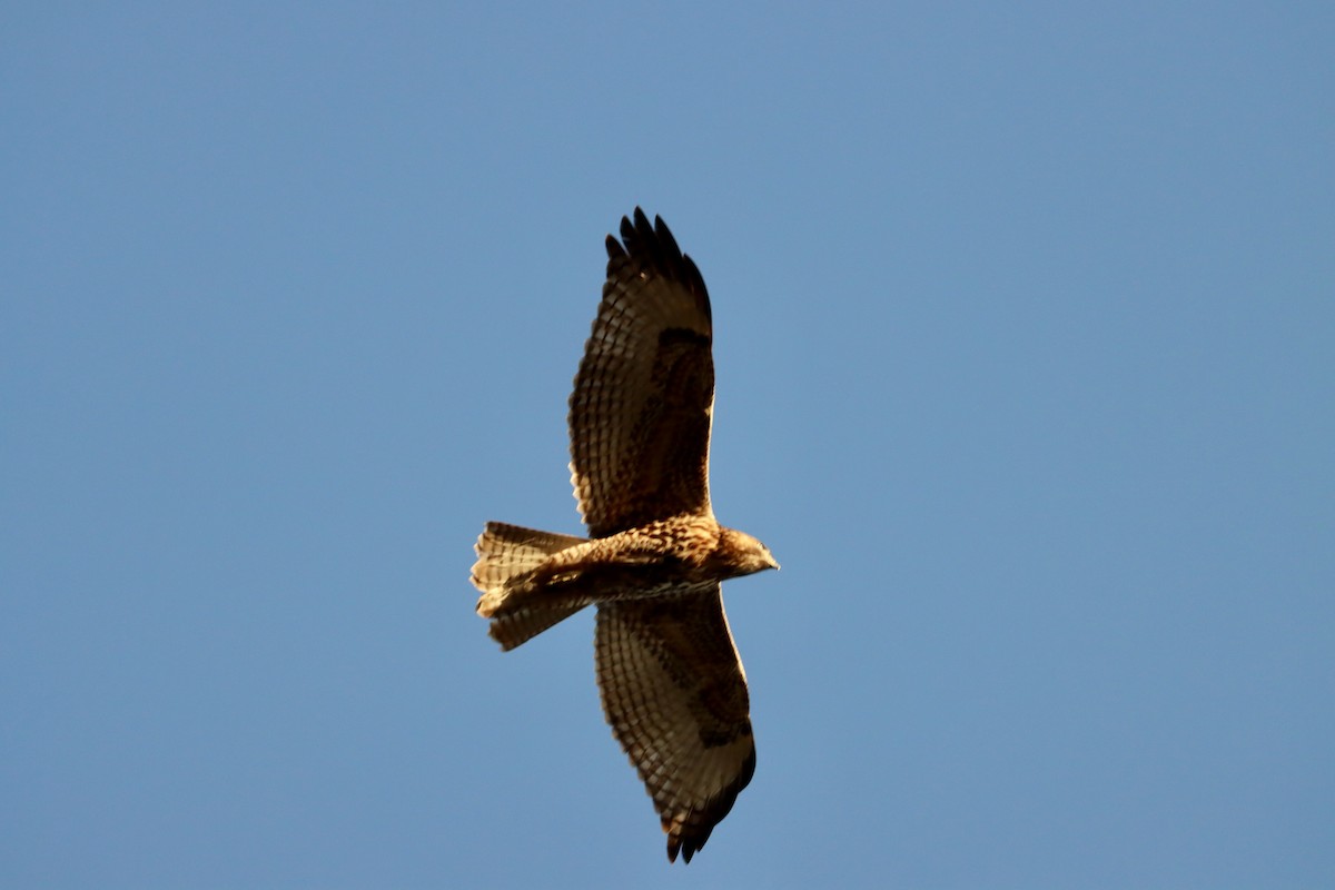 Red-tailed Hawk - ML597728611