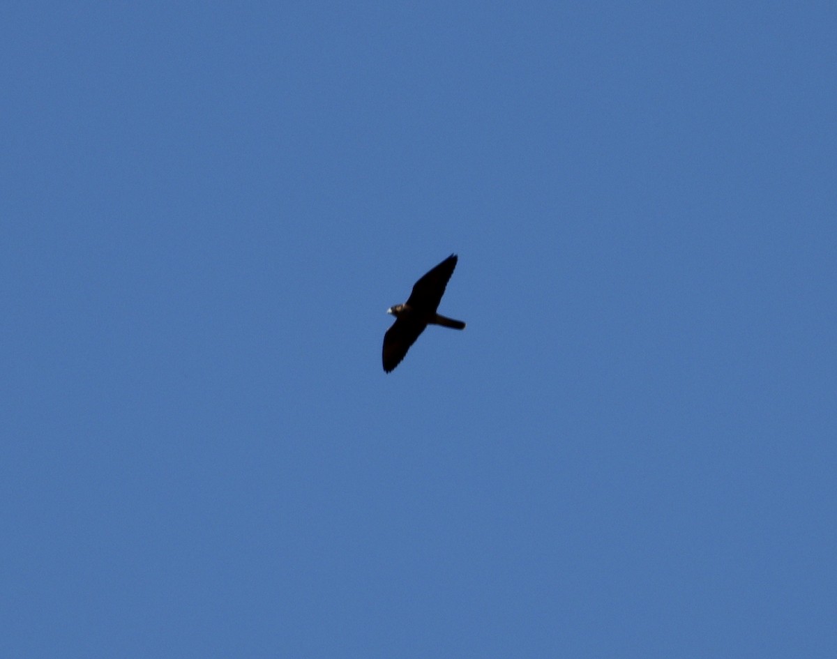 בז נודד - ML597728671