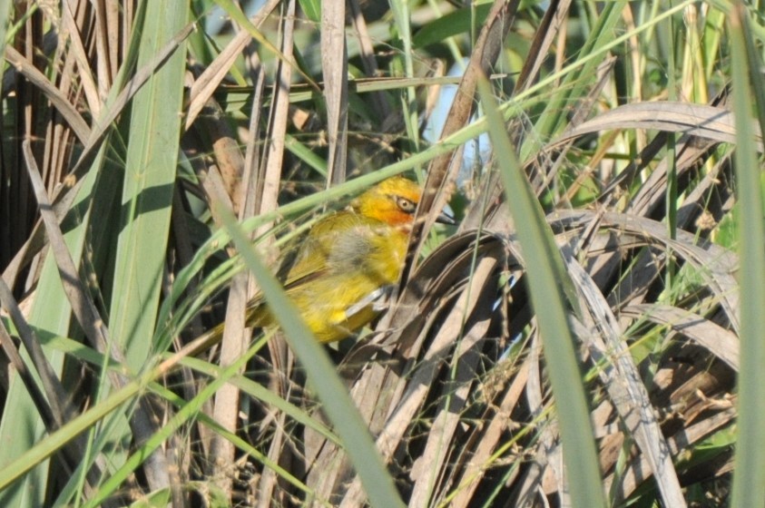 Spectacled Weaver - ML597728801