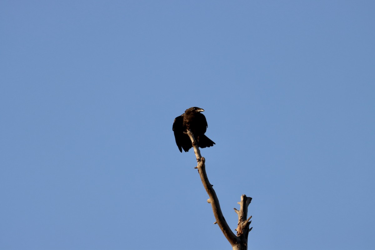 עורב שחור - ML597729031