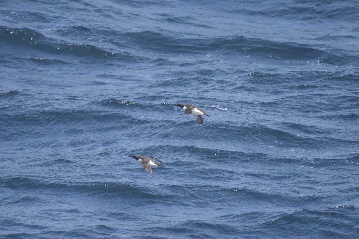 Common Murre - ML597730341
