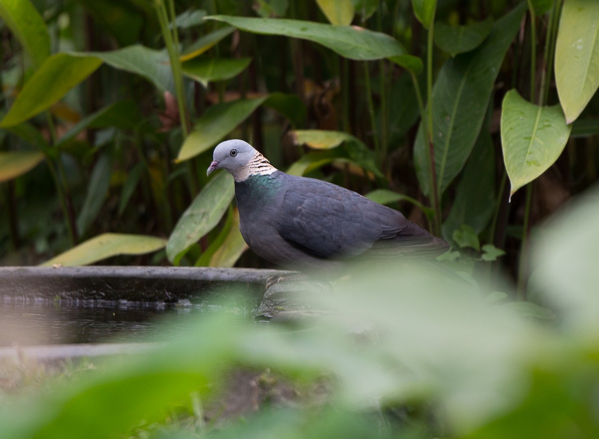 Ashy Wood-Pigeon - ML59773121