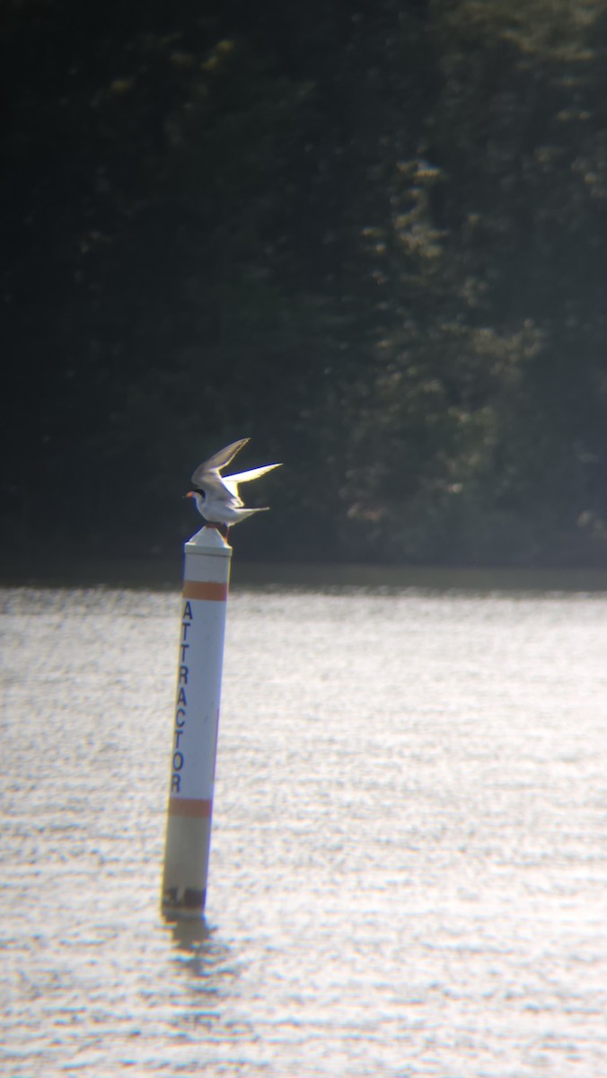 Forster's Tern - ML597731711