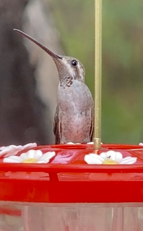 Plain-capped Starthroat - ML597731871