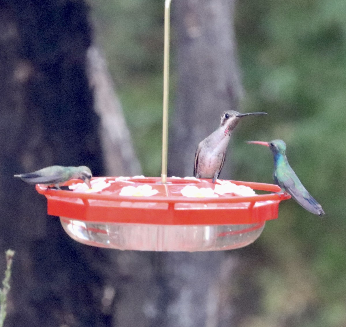 Plain-capped Starthroat - ML597731901
